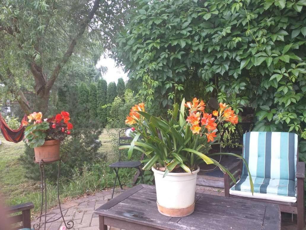 Dreilini  Guest House Pechersky & Sons المظهر الخارجي الصورة